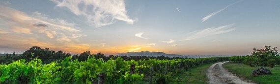 Combining Solar panels with efficient energy use improves wineries bottom-lines